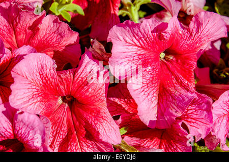 Detailansicht von Petunien Blumen in die helle Morgensonne Stockfoto