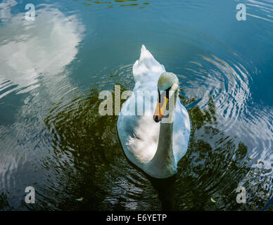 Weisser Schwan schwimmt unter den Wolken Stockfoto