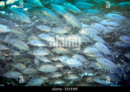 Schule des großen Auge Trevally Unterwasser Balicasag Island in Bohol, Philippinen Stockfoto