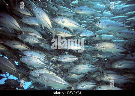 Schule des großen Auge Trevally Unterwasser Balicasag Island in Bohol, Philippinen Stockfoto