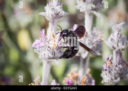 Blaue Holzbiene Xylocopa Violacea violette Holzbiene Stockfoto