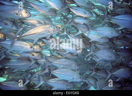 Schule des großen Auge Trevally Unterwasser Balicasag Island in Bohol, Philippinen Stockfoto
