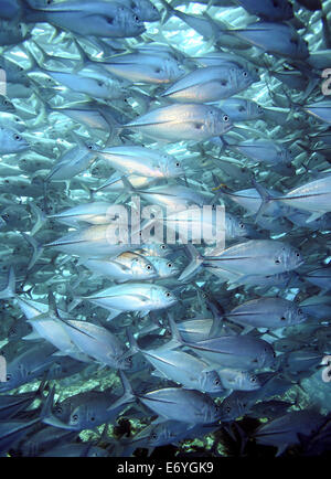 Schule des großen Auge Trevally Unterwasser Balicasag Island in Bohol, Philippinen Stockfoto