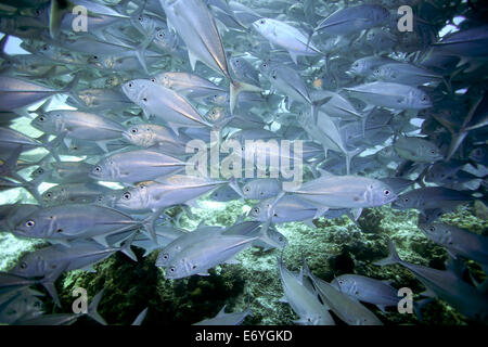 Schule des großen Auge Trevally Unterwasser Balicasag Island in Bohol, Philippinen Stockfoto