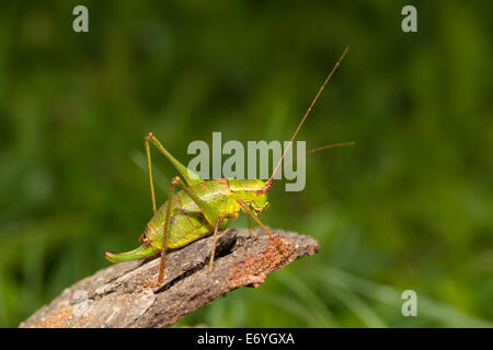 Barbitistes Serricauda Ensifera Heuschrecken Stockfoto