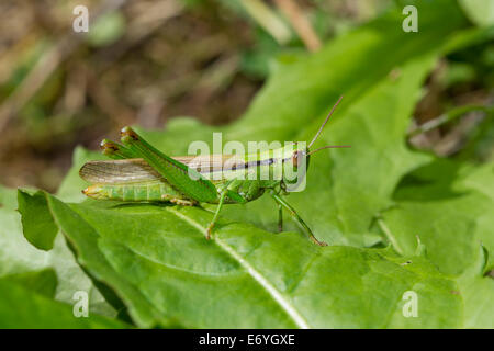 Caelifera Grashuepfer Heuschrecken Kurzfuehlerschrecken Lauchschrecke Mecostethus parapleurus Stockfoto