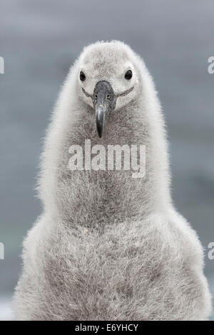 Schwarze browed Albatros Küken Stockfoto