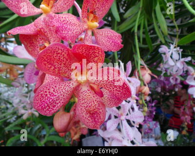 Quezon City, Philippinen. 2. September 2014. Verschiedene endemische Orchideen gesehen, auf den Philippinen und Zierpflanzen wurden während der Orchidee Show 2014 statt in Quezon City Circle präsentiert. Bildnachweis: Sherbien Dacalanio / Alamy Live News Stockfoto