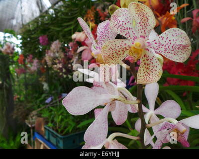 Quezon City, Philippinen. 2. September 2014. Verschiedene endemische Orchideen gesehen, auf den Philippinen und Zierpflanzen wurden während der Orchidee Show 2014 statt in Quezon City Circle präsentiert. Bildnachweis: Sherbien Dacalanio / Alamy Live News Stockfoto