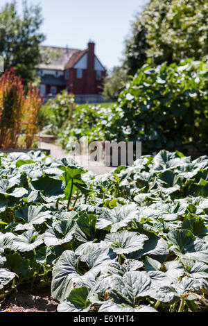 Bio Stadtgarten in vollem Wachstum am Ende des Sommers. Stockfoto