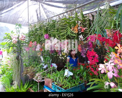 Quezon City, Philippinen. 2. September 2014. Verschiedene endemische Orchideen gesehen, auf den Philippinen und Zierpflanzen wurden während der Orchidee Show 2014 statt in Quezon City Circle präsentiert. Bildnachweis: Sherbien Dacalanio / Alamy Live News Stockfoto