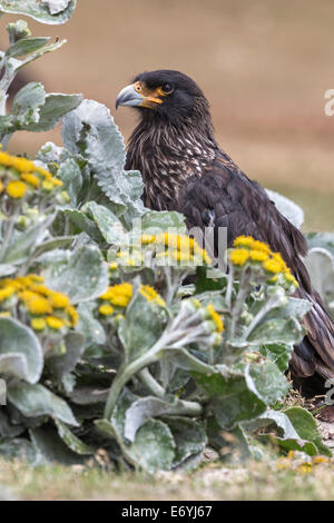 Gekerbten Caracara, Phalcoboenus australis Stockfoto