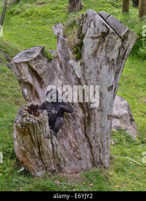 Jersey, Kanalinseln, Großbritannien. 1. September 2014. Baby Gorilla 'Indigo', die vor kurzem zwei gesehen mit Eltern Credit Durrell Wildlife Park gedreht: Jules Annan/Alamy Live News Stockfoto