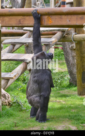 Jersey, Kanalinseln, Großbritannien. 1. September 2014. Baby Gorilla 'Indigo', die vor kurzem zwei gesehen mit Eltern Credit Durrell Wildlife Park gedreht: Jules Annan/Alamy Live News Stockfoto