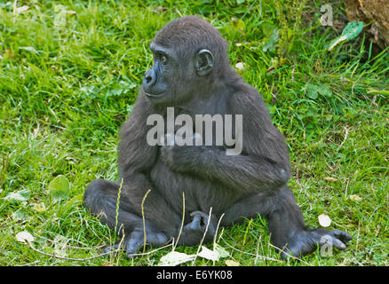 Jersey, Kanalinseln, Großbritannien. 1. September 2014. Baby Gorilla 'Indigo', die vor kurzem zwei gesehen mit Eltern Credit Durrell Wildlife Park gedreht: Jules Annan/Alamy Live News Stockfoto