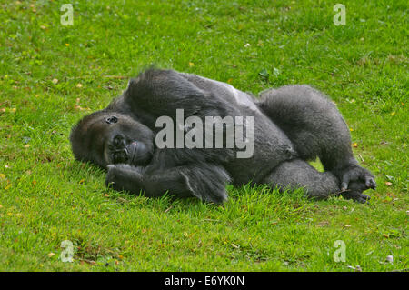 Jersey, Kanalinseln, Großbritannien. 1. September 2014. Baby Gorilla 'Indigo', die vor kurzem zwei gesehen mit Eltern Credit Durrell Wildlife Park gedreht: Jules Annan/Alamy Live News Stockfoto