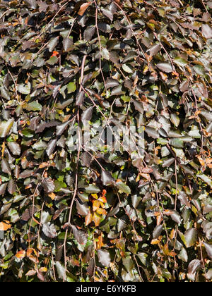 Natürlichen Hintergrund mit lila Blätter und Zweige von einem weinenden lila Buche Stockfoto