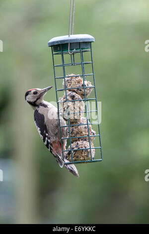 Eine juvenile Buntspecht Fütterung auf Meisenknödeln in einem Garten von Cambridge, England, UK. Stockfoto