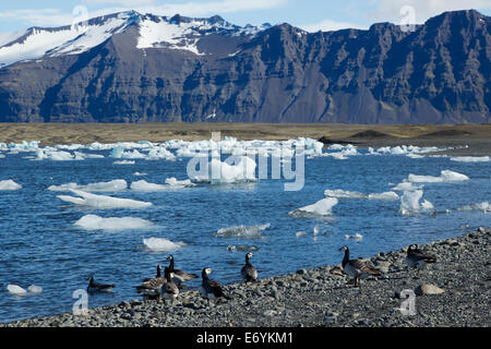 Weißwangengans - am Ufer der Jökulsárlón Lagune Branta Leucopsis Island BI026347 Stockfoto