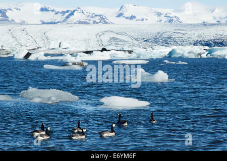 Weißwangengans - am Ufer der Jökulsárlón Lagune Branta Leucopsis Island BI026348 Stockfoto