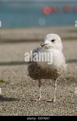 Juvenile Silbermöwe Portrait Stockfoto