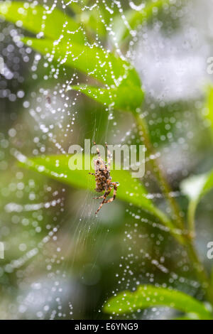 Die europäischen Kreuzspinne (Araneus Diadematus) auf ihr Netz im Regen Stockfoto