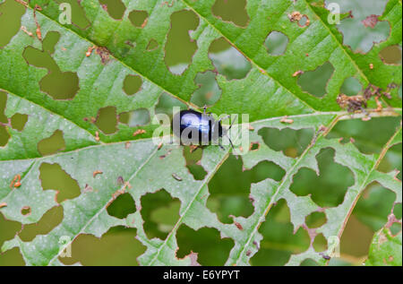 Erle Getreidehähnchen ernährt sich von dem Blatt eines Baumes Erle Stockfoto