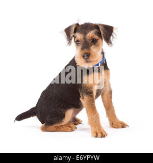 Lakeland Terrier/Fox Terrier Kreuz Welpen im Alter von 11 Wochen Stockfoto