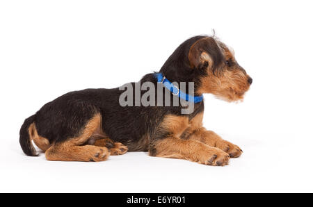 Lakeland Terrier/Fox Terrier Kreuz Welpen im Alter von 11 Wochen Stockfoto