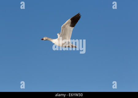 USA, New Mexico, Bosque del Apache National Wildlife Refuge, weniger Schneegans (lateinisch: C. C. Caerulescens) Stockfoto