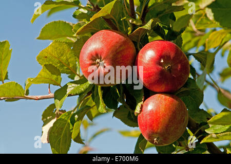 Entdeckung-Äpfel auf dem Baum wächst Stockfoto