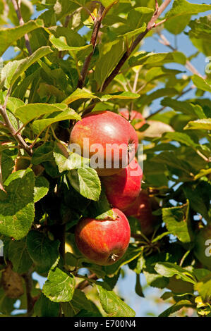 Entdeckung-Äpfel auf dem Baum wächst Stockfoto