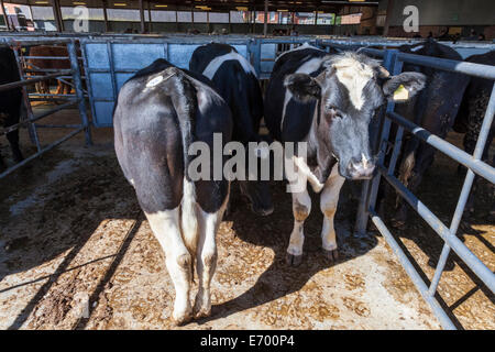 Kühe in einer Pen, Viehmarkt, Melton Mowbray, Leicestershire, England, Großbritannien Stockfoto