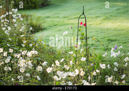 Sweet Pea Blumen klettert ein Stahl Obelisk. Stockfoto