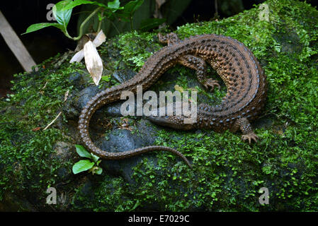 Bornean Earless Monitor Lanthanotus borneensis Stockfoto