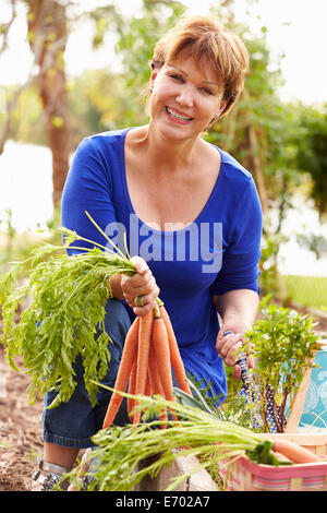 Ältere Frau arbeiten auf Zuteilung und Kommissionierung Karotten Stockfoto