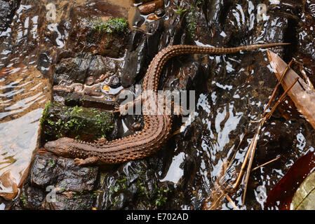 Bornean Earless Monitor Lanthanotus borneensis Stockfoto