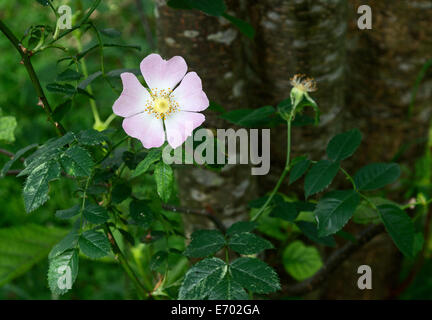 Hundsrose (Rosa Canina) Stockfoto