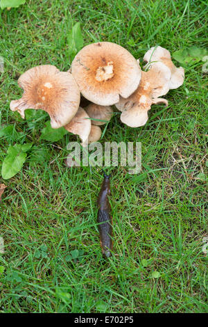 Slug Kriechen zum Pilze im Gras. Großbritannien Stockfoto