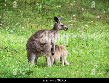 Östliche graue Känguru (Macropus Giganteus). Zwei Kängurus auf der Wiese. Stockfoto