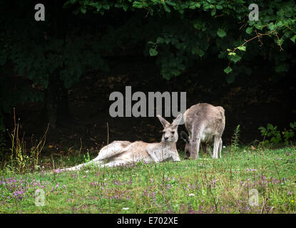 Das östliche graue Känguru (Macropus Giganteus) ist ein Beuteltier, gefunden im südlichen und östlichen Australien, mit einer Bevölkerung von seve Stockfoto