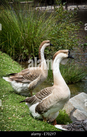 Die Swan-Gans (Anser Cygnoides) ist eine selten große Gans mit vielfältige natürliche Zucht in der Binnenschifffahrt Mongolei, nördlichste China und Stockfoto