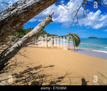 Cluny Strand, Sainte-Rose, Guadeloupe, Französisch-Westindien Stockfoto