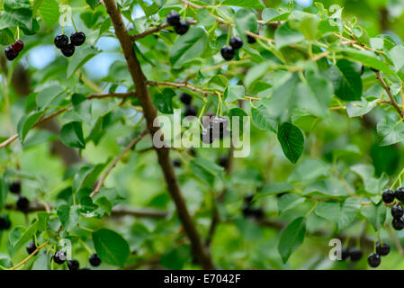 Wilde Blaubeeren Reifung auf der Outdoor-Rebe Stockfoto