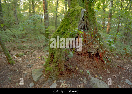 Moos bedeckt ausgehöhlten Baumstamm den Wald gefallenen Tannennadeln gesammelt hat. Stockfoto