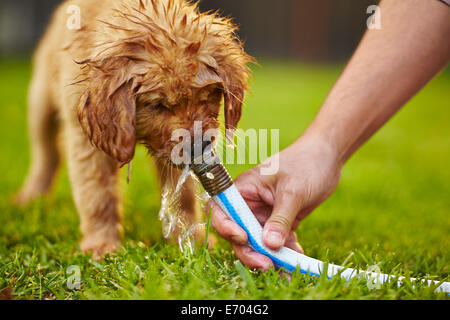 Labrador-Welpe aus Gartenschlauch zu trinken Stockfoto