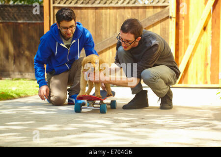 Zwei junge Männer, die helfen, Labrador-Welpe auf skateboard Stockfoto