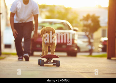 Labrador-Welpe auf Skateboard, Besitzer nach hinten Stockfoto