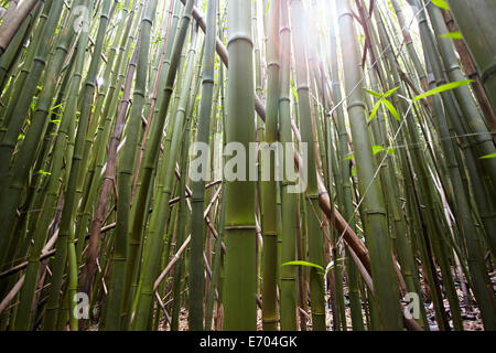 Detail des Bambus stammt, Hana, Maui, Hawaii, USA Stockfoto