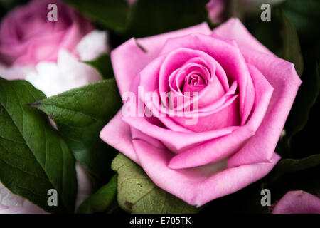 Schöne rosa Rose Blume im Garten, das perfekte Geschenk für alle Gelegenheiten.  Fotografiert mit Nikon-D800E. Stockfoto